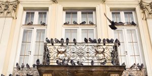 Comment faire fuir les pigeons de son balcon ?