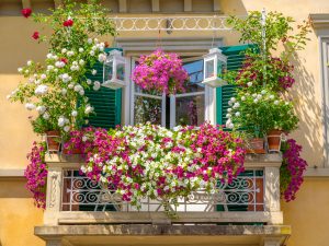 Balcon ou terrasse : quelles plantes et fleurs pour bien l’aménager ?